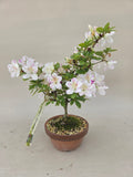 Bonsai Azalea kaminoyamakirin