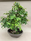 Bonsai Zelkova seratta