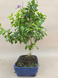 Bonsai duranta erecta