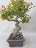 Bonsai punica granatum nejikan