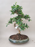 Bonsai carmona