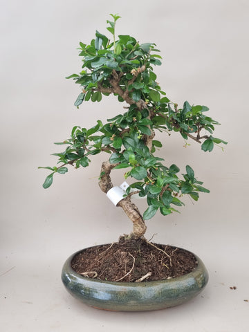 Bonsai carmona