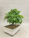 Acer palmatum kiyohime