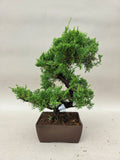 Bonsai Juniperus chinensis itoigawa