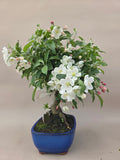 Bonsai Malus evereste