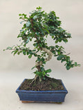 Bonsai Carmona