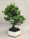 Bonsai Vuurdoorn oranje bes