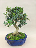 Bonsai Olijf olea sylvestris