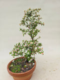 Bonsai-Cotoneaster