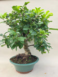 Bonsaï Malus evereste