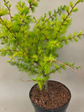 Bonsai Lärche Magic Gold