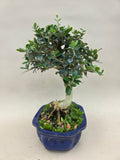 Bonsai Olijf olea sylvestris