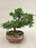 Bonsai Juniperus chinensis