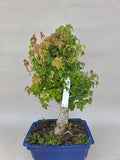 Bonsai Acer Beurgerianum