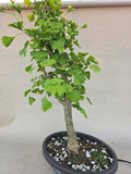 Bonsai Ginkgo biloba