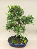 Ulmus Parvifolia