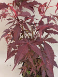 acer palmatum antropurpureum