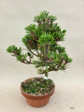 Bonsai Pinus thunbergii