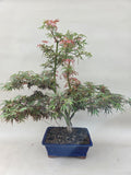 Bonsaï acer palmatum jerre swarts