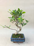 Bonsaï ficus