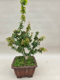 Acer palmatum kotohime