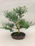 Bonsai buxus harlandi