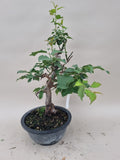 prunus mume of abrikoos