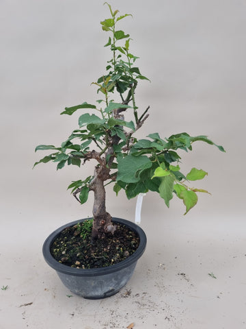 prunus mume of abrikoos
