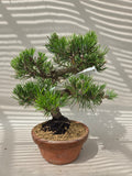 Bonsai Pinus thunbergii