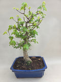 Bonsai Acer Beurgerianum