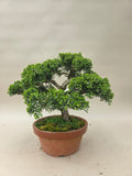Bonsai Juniperus chinensis
