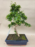 Bonsai carmona