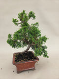 Bonsai Juniperus chinensis