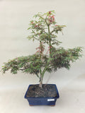 Bonsaï acer palmatum jerre swarts