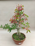 Bonsaï Euonymus