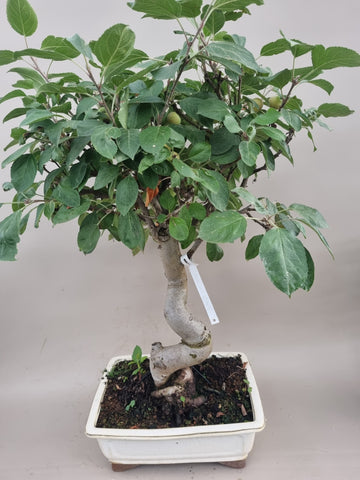 Bonsai Malus evereste