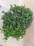 Bonsai Liguster