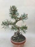Bonsai Pinus thunbergii
