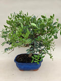 Bonsai pistace
