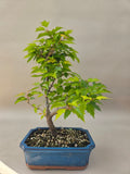 Bonsai acer tataricum
