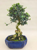 Bonsai Olive olea sylvestris