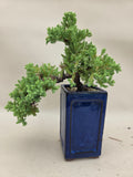 Bonsaï Juniperus procumbens nana cascade