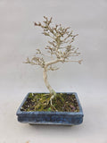 Bonsai Premna japonica