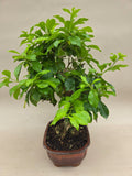 Bonsai duranta erecta