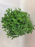 Bonsai Liguster