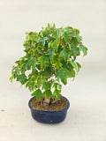 Bonsaï Acer Buergerianum