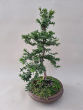 Bonsai taxus