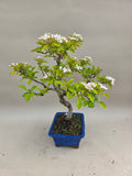 Bonsai boom japanse meidoorn