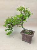 Bonsai Pyracantha gelbe Beere