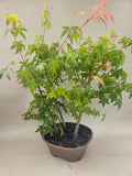 Bonsaï Acer palmatum bos